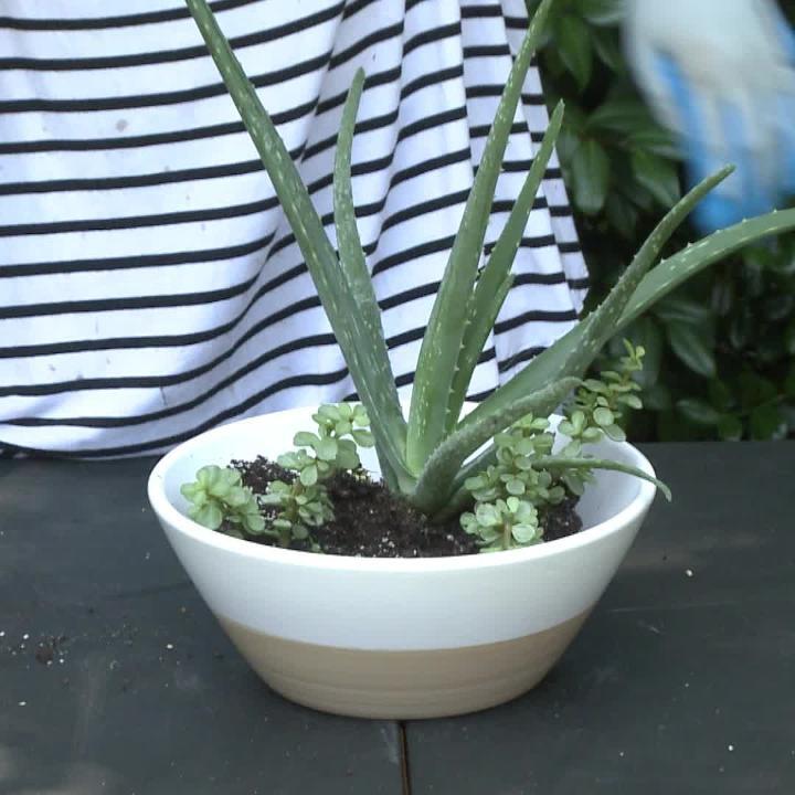 Ceramic Low Bowl Planter 5.75”